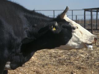 Cow with malignant catarrhal fever showing an extended neck