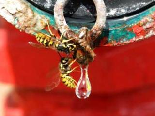 European wasps attracted to water droplet on a can.