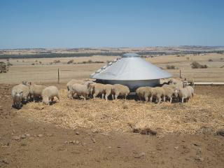 Weaner sheep eating at feed tank.