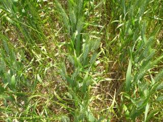 Patches of weed infested crop can be killed with green or brown manuring to stop weed seed set prior to harvest