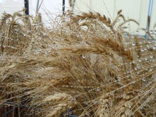 A picture of wet wheat
