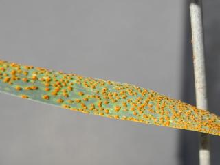 Department of Agriculture and Food trial showed significant levels of infection in Mace by the new leaf rust pathotype.
