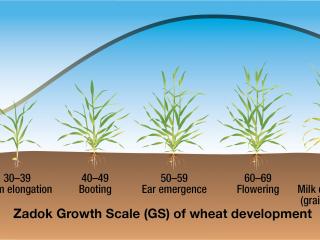 Wheat susceptibility to frost