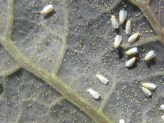 Whitefly adults and eggs on the underside of young leaves – white eggs are newly laid and darker eggs are close to hatching
