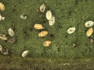 Cocoons of whitefly - cream ones are healthy, unparasitised; yellow ones are parasitised. Cocoons from which whitefly adults have emerged are grey, empty with a split and cacoons from which a wasp emerged have a circular hole chewed in them