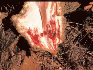 Skinning revealing tooth punctures, haemorrhage and tissue damage.