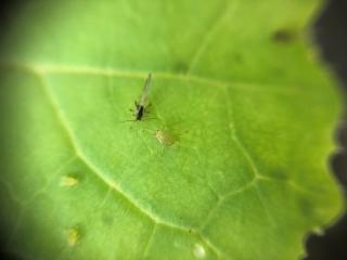 Winged and non-winged green peach aphids on turnip yellows virus infected canola.