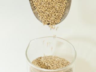 Photograph of wheat grains pouring slowly from a scoop into a plastic beaker