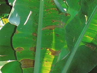 Yellow sigatoka disease shows as pale yellow streaks on the leaves