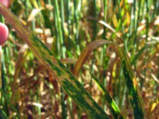 Yellow spot appears as tan elongated lesions with yellow margins, with leaf dying back from tip