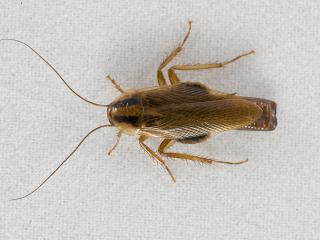 Brown adult German cockroach.