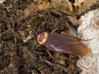 American cockroach photographed with a background of soil.