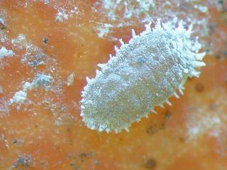 Close up of a citrus mealybug