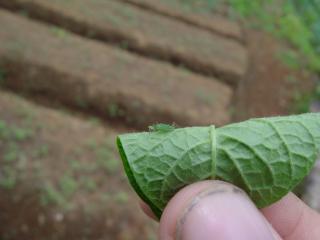 The underside of a potato leaf with a green peach aphid and nymph