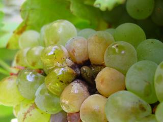 Grapes infected with Aspergillus rot