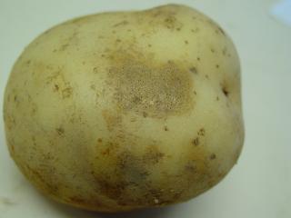 A white skinned potato with a lesion on the surface that has many small black dots in the centre of it