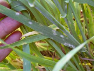 Powdery mildew pustules on barley leaves