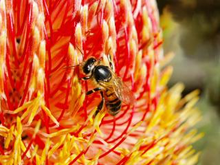 Bee on a red banksia flower.