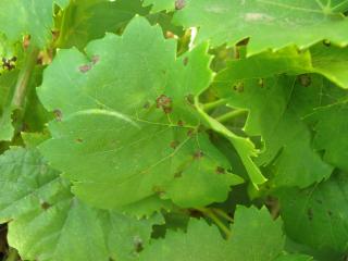 Grape leaf showing lesions characteristic of black spot infection