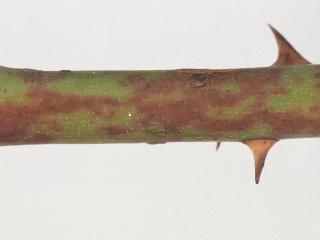 Cane canker which shows purple mottling on the green stem.
