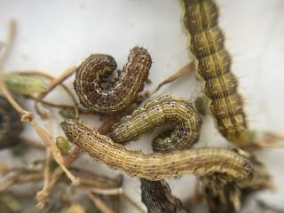 Native budworm caterpillars