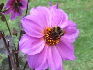 Bumble bee collecting pollen from a mauve dahlia flower.