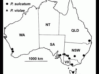 Figure 1. Pythium sulcatum and P. violae distribution in Australia