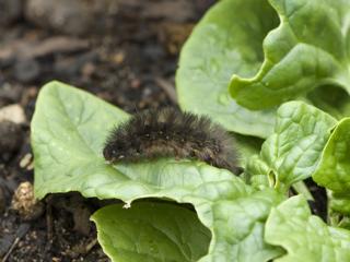 Woollybear caterpillar, which has a black, fluffy appearance, on a vegetable leaf.