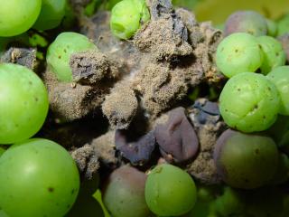 Grapes infected with Botrytis bunch rot show grey fungal growth