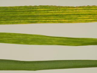 Pale green leaf streaks in young wheat leaves infected with Wheat steak mosaic virus