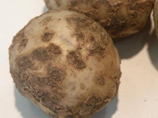 A potato tuber covered with sunken circular lesions that have flaps of skin covering the outside