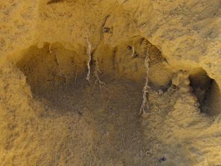 roots restricted in compacted sand