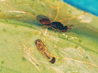 Citrus leafminer parasite is a small wasp