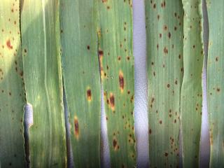 Barley leaves showing typical symptoms that ramularia exhibits