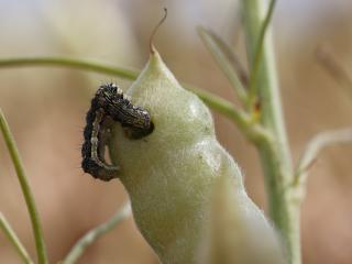 A native budworm caterpillar chewing into a lupin pod.