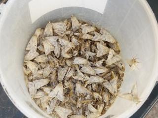 Native budworm moths captured in a trap
