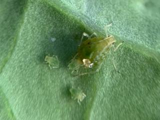 Green peach aphid adult laying a live nymph.