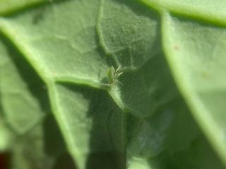 Green peach aphid on the underside of a canola leaf.
