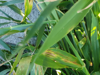 Net form net blotch lesions on barley.