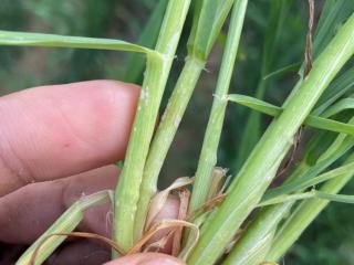 Powdery mildew lesions on Rockstar wheat stems.