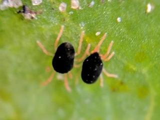 Two adult redlegged earth mites