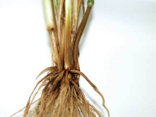 A classic symptom of fusarium crown rot is the honey-brown discolouration of stem bases