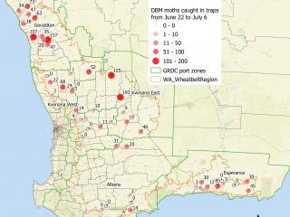 A map of WA displaying Diamondback moth numbers captured in pheromone traps from 22 June to 6 July 2022 at the DPIRD canola focus crop sites
