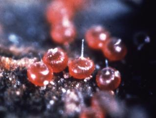 European red mite eggs have a spike at the top (courtesy Vic DEPI)