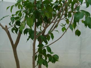 Ficus benjamina tree
