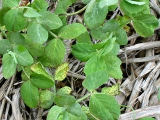 Blackspot small, dark, irregular flecks on older leaves