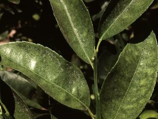 Two spotted mite damage to leaves