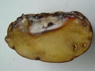 A potato tuber cut in half revealing fungal growth inside a cavity