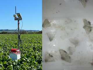 DPIRD Automated Diamondback moth trap (left) and native budworm bycatch detected in the trap (right).