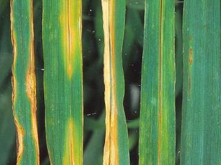 Halo blight blotches on oat leaves